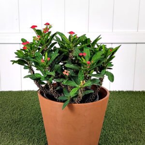 Crown of Thorns Bush