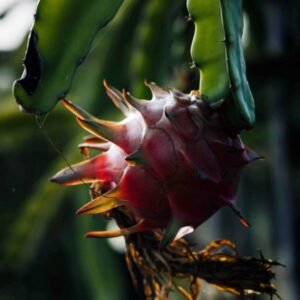 Red Dragon Fruit Cactus