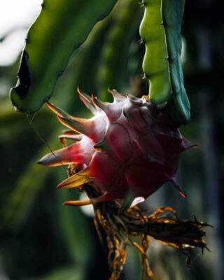 White Dragon Fruit Cactus