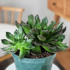 Black Prince Echeveria