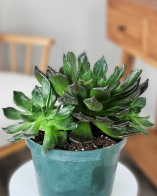 Black Prince Echeveria