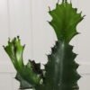 Cow Horn Cactus