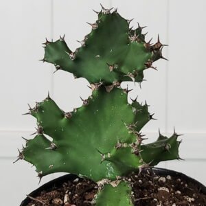 Spiral Euphorbia succulent with twisting green stems in decorative pot