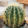 Golden Barrel Cactus