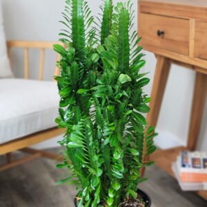 Green Cathedral Cactus