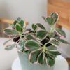 Tricolor Kalanchoe