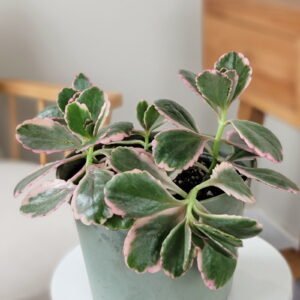 Tricolor Kalanchoe plant with green, cream, and pink variegated leaves