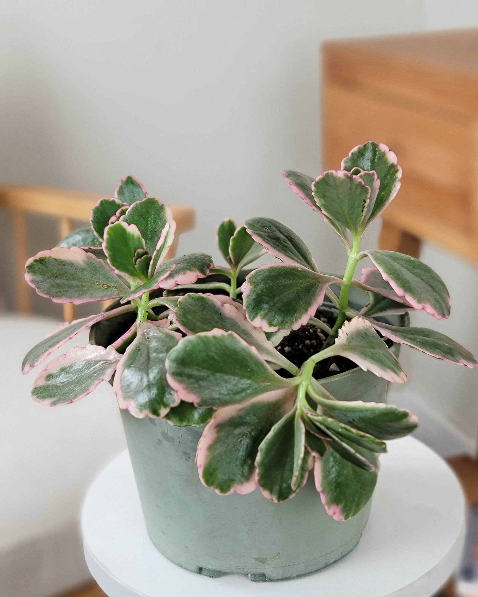 Tricolor Kalanchoe plant with green, cream, and pink variegated leaves