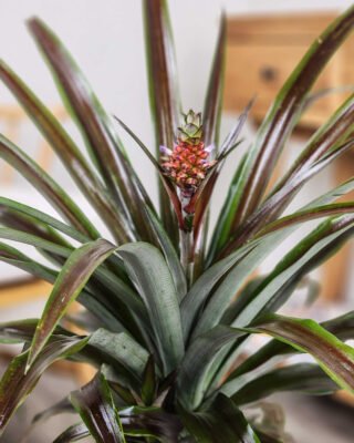 Ornamental Red Pineapple Plant