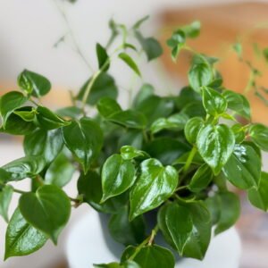 Peperomia scandens