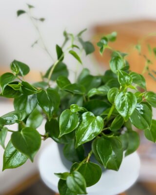 Peperomia scandens