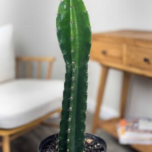 Peruvian Apple Cactus