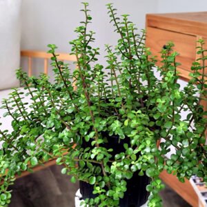 Elephant Bush Plant