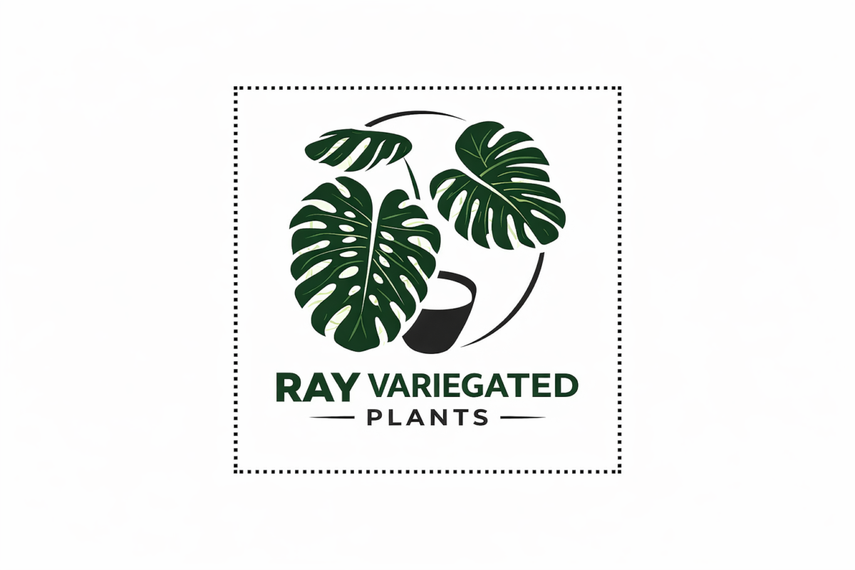 rayvariegatedplants.shop