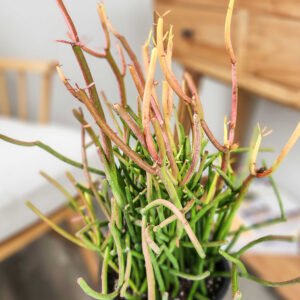 Sticks of Fire Pencil Cactus