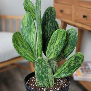 Variegated Prickly Pear Cactus
