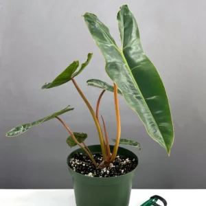 Philodendron Billietiae elongated glossy leaf