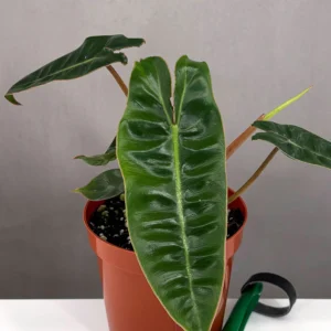 Philodendron