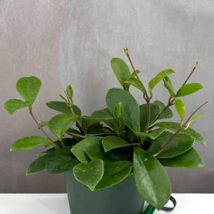 Hoya David's Green Cup for sale – rare collector Hoya with deep cupped waxy green leaves