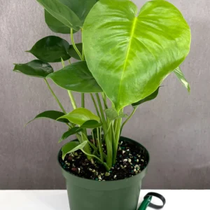Monstera Deliciosa care guide showing healthy split leaves indoors