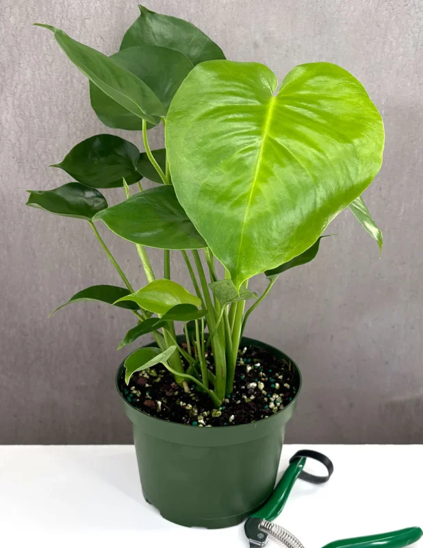 Monstera Deliciosa care guide showing healthy split leaves indoors