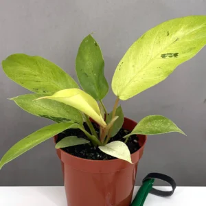 Philodendron Snowdrift for sale – rare white variegated aroid with bold cream and green leaves