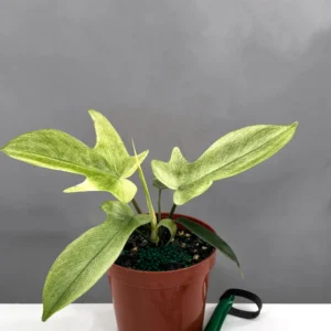 Florida Ghost Philodendron for sale – rare white new growth aroid plant