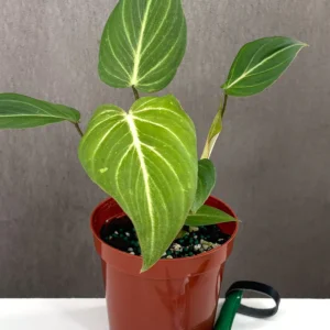 Buy Philodendron gloriosum online – rare tropical houseplantPackaging/shipping