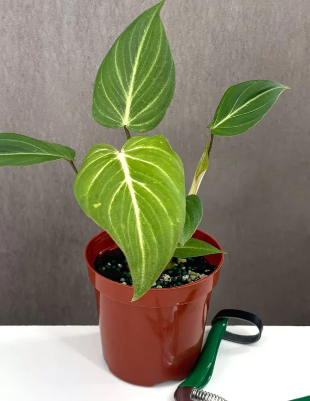 Buy Philodendron gloriosum online – rare tropical houseplantPackaging/shipping