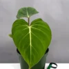 Philodendron gloriosum for sale – rare velvet leaf aroid plant