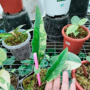 Philodendron Caramel Marble variegated+Bipennifolium variegated for Rani