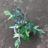 Philodendron Florida Beauty Variegated 8 Leaves