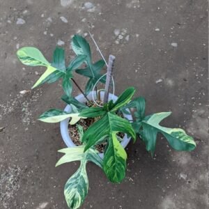 Philodendron Florida Beauty Variegated 8 Leaves