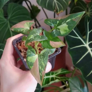 Syngonium red spot tricolor baby plant n.2