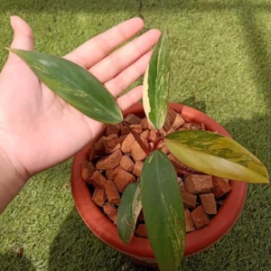 Philodendron Strawberry Shake Variegated