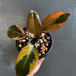 Philodendron Black Cardinal Variegated