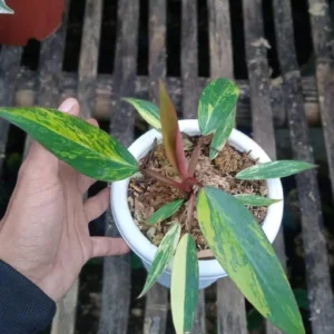 Philodendron Strawberry Shake Variegated