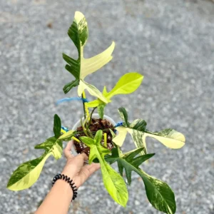 Philodendron Florida Beauty Variegated Fully Rooted Plant