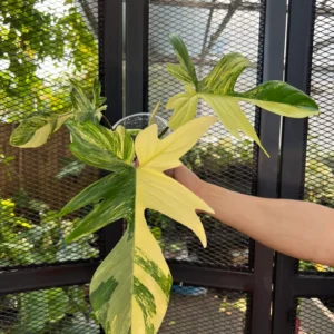 Philodendron Florida Beauty Variegated Fully Rooted Plant 3 leaves