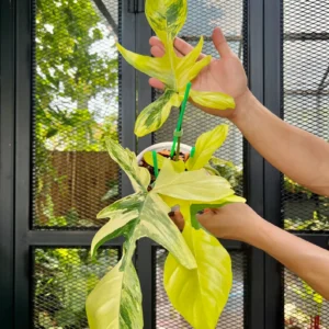 Philodendron Florida Beauty Variegated Fully Rooted Plant 4 big leaves