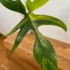 XL Rooted Philodendron Florida Beauty Cutting