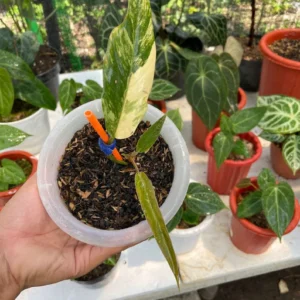 Variegated Philodendron Caramel Marble