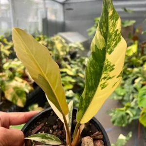 Philodendron Caramel Marble Variegated Fully Rooted Baby Plant