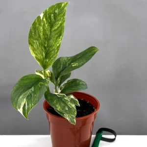 Monstera Lechleriana Variegated with white marbled foliage in nursery pot