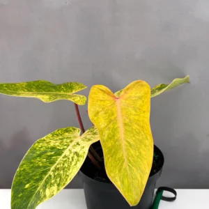 Painted Lady Philodendron for sale – rare variegated aroid plant