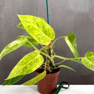 Painted Lady Philodendron yellow green variegated leaf close up