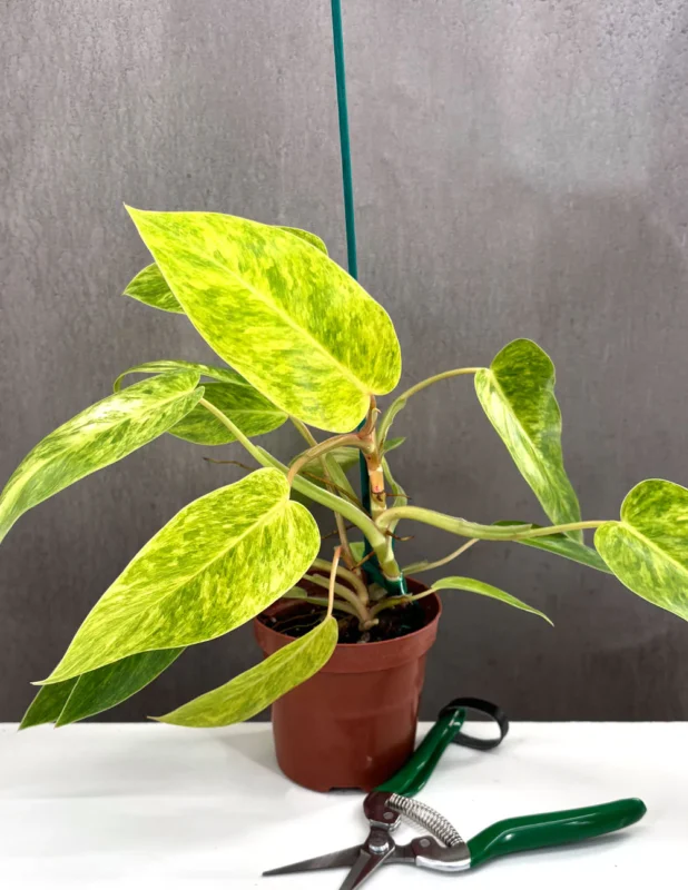Painted Lady Philodendron yellow green variegated leaf close up