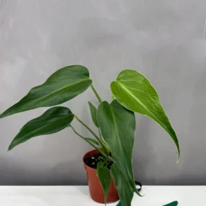 Monstera Burle Marx Flame Variegated with flame-shaped variegated leaves