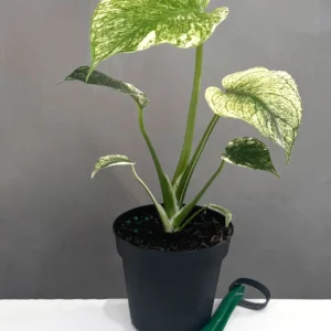 Mint Monstera plant with soft mint marbled variegated leaves