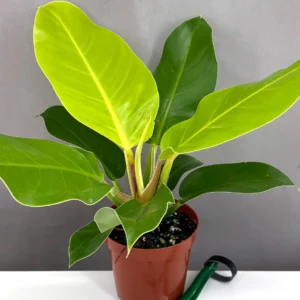Philodendron Moonlight for sale – neon yellow tropical houseplant